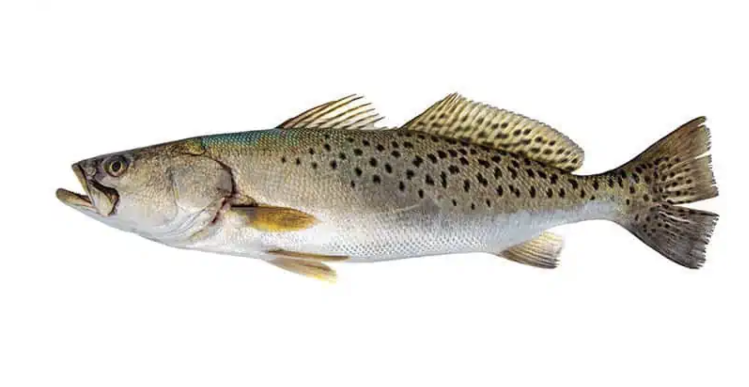 Fish